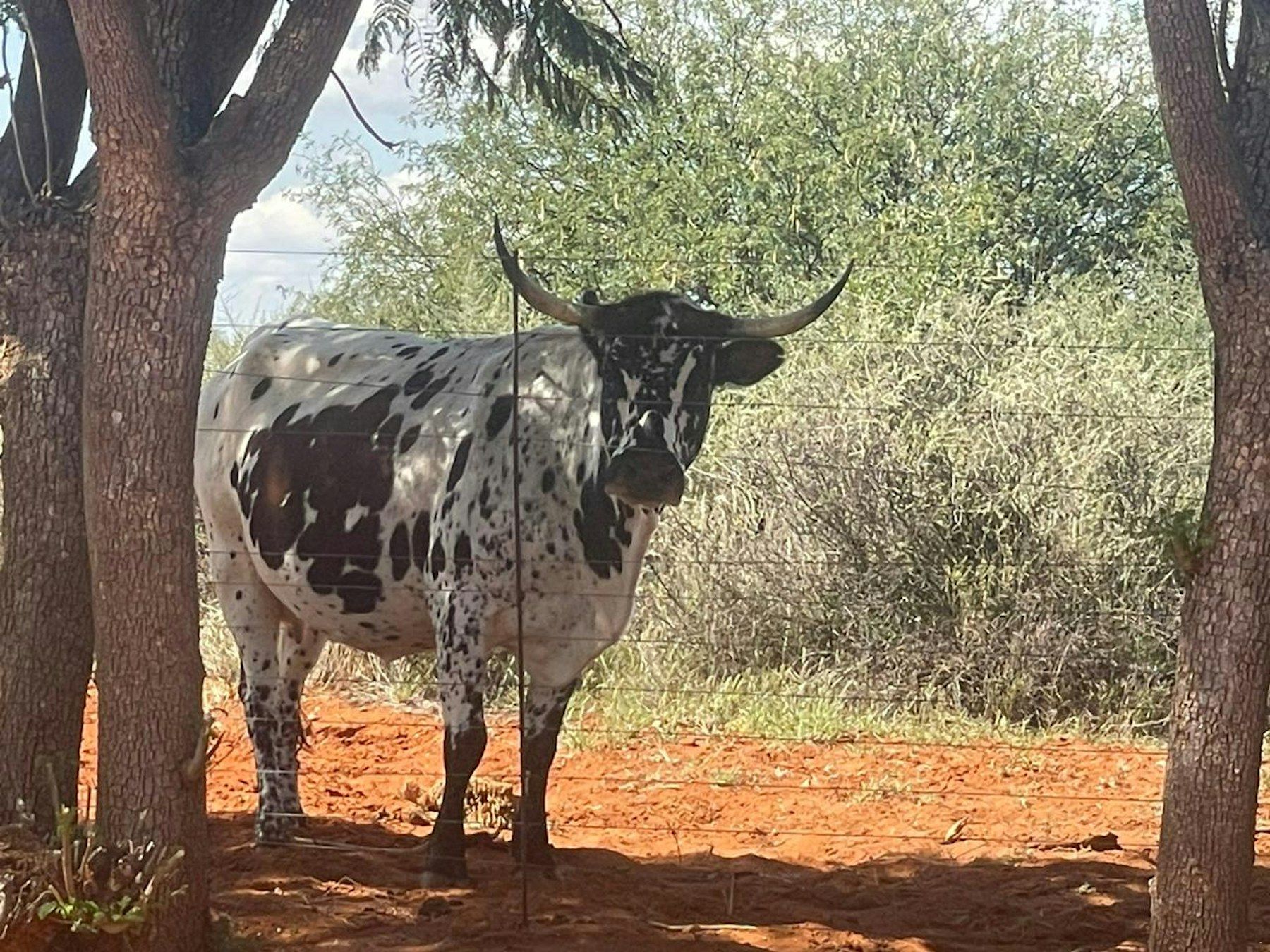 Nguni bull on the farm